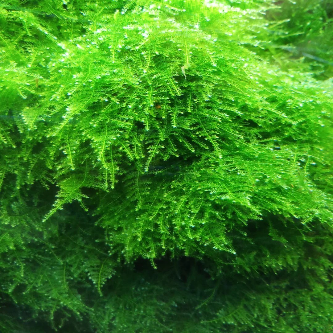 Christmas Moss